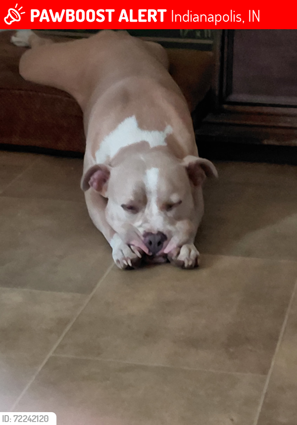 Lost Male Dog last seen North tibbs Avenue , Indianapolis, IN 46222