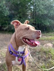 Lost Female Dog last seen I 45 South Buffalo Tx. , Buffalo, TX 75831