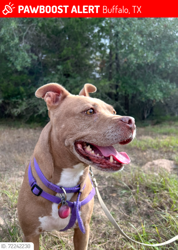 Lost Female Dog last seen I 45 South Buffalo Tx. , Buffalo, TX 75831