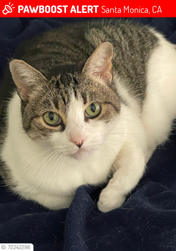 Lost Female Cat last seen Stanford and Washington , Santa Monica, CA 90403