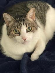 Lost Female Cat last seen Stanford and Washington , Santa Monica, CA 90403