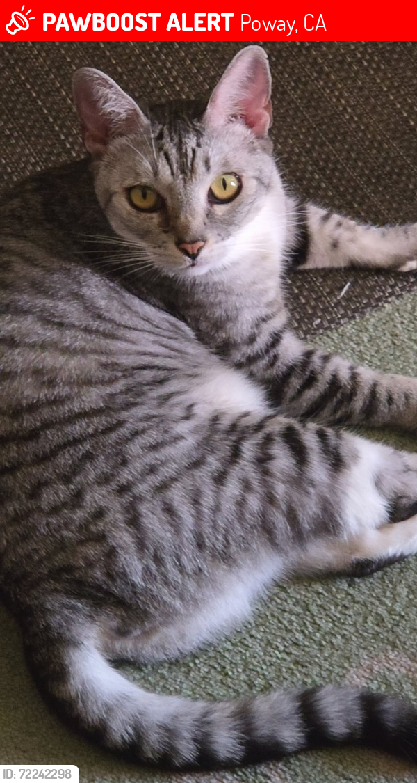 Lost Male Cat last seen Oak Knoll Rd, Poway, CA 92064