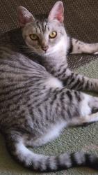 Lost Male Cat last seen Oak Knoll Rd, Poway, CA 92064