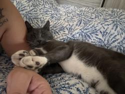 Lost Male Cat last seen Hudson St, Syracuse, NY 13219