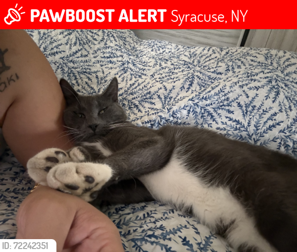 Lost Male Cat last seen Hudson St, Syracuse, NY 13219