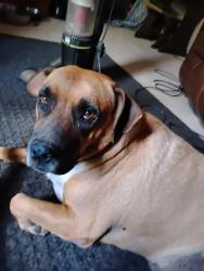 Lost Female Dog last seen Kirkwood St Abilene , Abilene, TX 79603