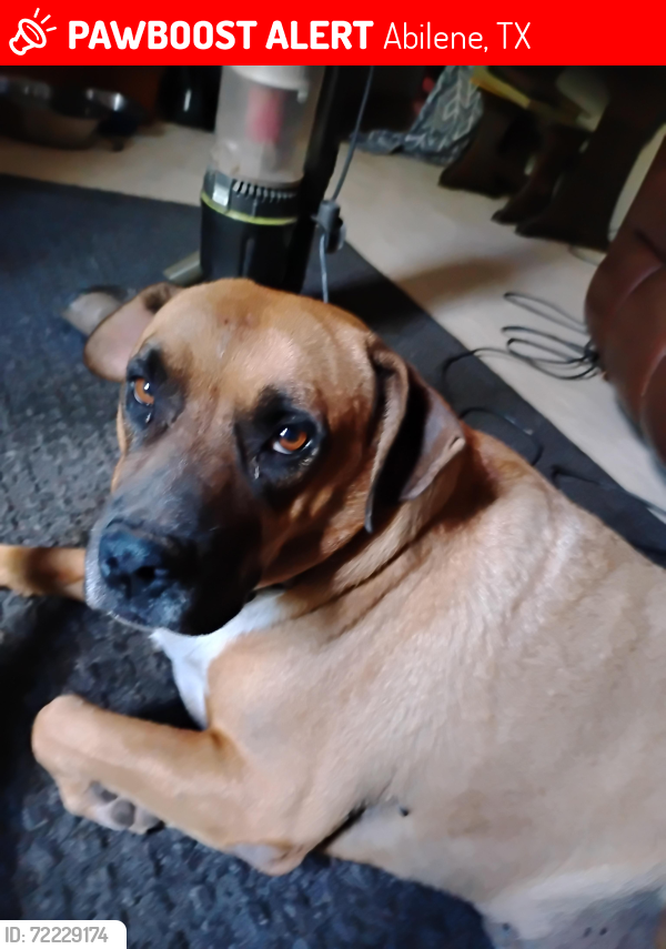 Lost Female Dog last seen Kirkwood St Abilene , Abilene, TX 79603