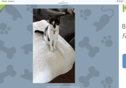 Lost Female Cat last seen Near Hillbrooke Dr, Broussard, LA 70518