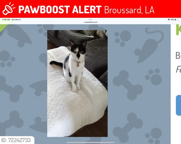 Lost Female Cat last seen Near Hillbrooke Dr, Broussard, LA 70518