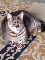 Lost Male Cat last seen Off of 486 hwy, Lecanto, FL 34461