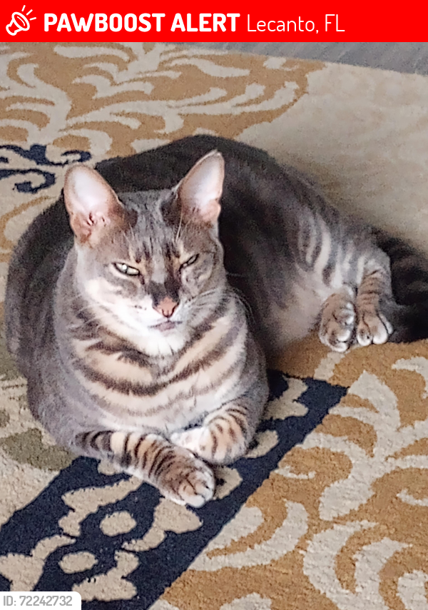 Lost Male Cat last seen Off of 486 hwy, Lecanto, FL 34461