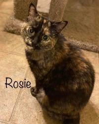 Lost Female Cat last seen Highwood St. and Superior Ave., Pittsburgh, PA 15212