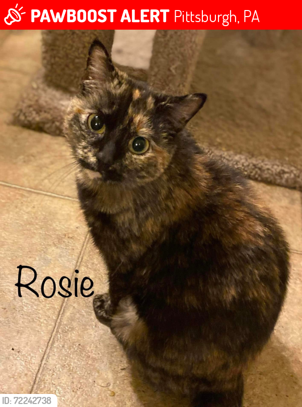 Lost Female Cat last seen Highwood St. and Superior Ave., Pittsburgh, PA 15212