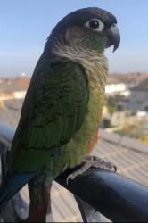 Lost Male Bird last seen Mayesbrook Park, Greater London, England IG11