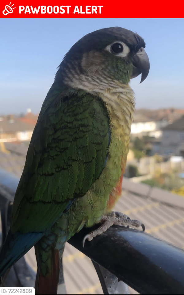 Lost Male Bird last seen Mayesbrook Park, Greater London, England IG11