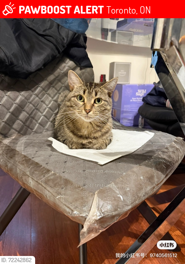 Lost Female Cat last seen Middlefield and Mccowan, Toronto, ON 