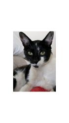 Lost Male Cat last seen San Miguel Rd and Tioga Rd, Concord, CA 94518