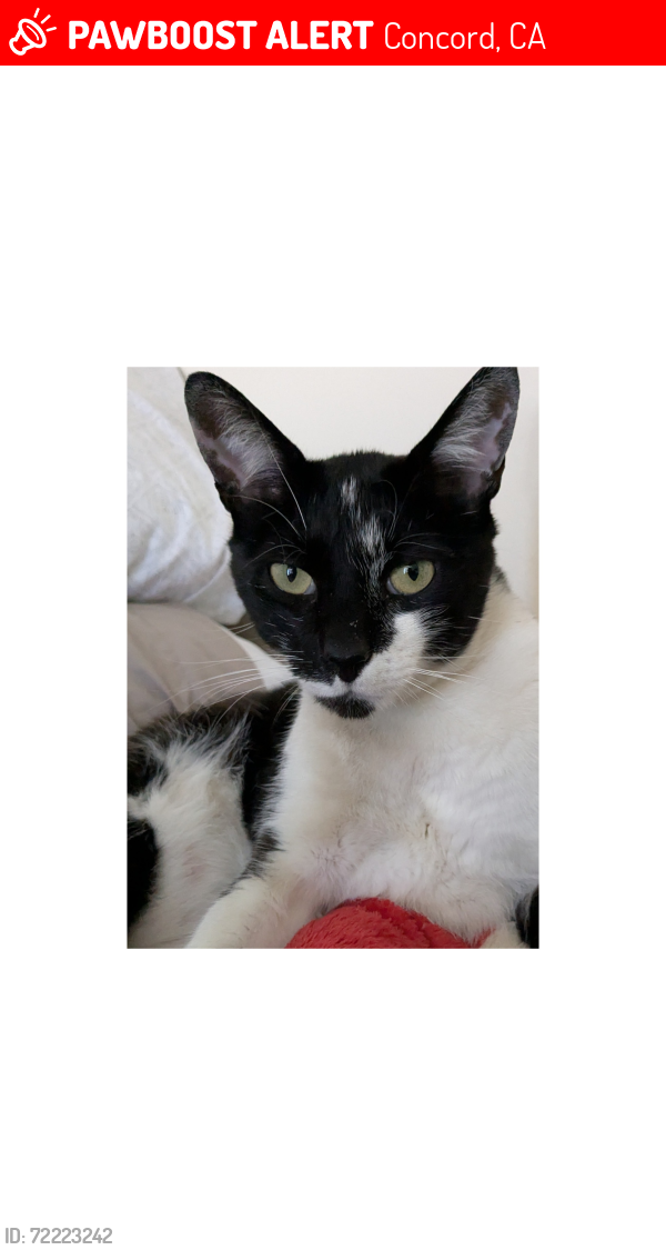 Lost Male Cat last seen San Miguel Rd and Tioga Rd, Concord, CA 94518