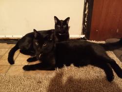 Lost Male Cat last seen Bessemer avenue , Homeacre-Lyndora, PA 16045