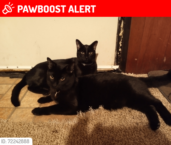 Lost Male Cat last seen Bessemer avenue, Homeacre-Lyndora, PA 16045
