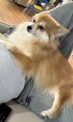 Lost Male Dog last seen Autumn sun dr Houston tx, Houston, TX 77083