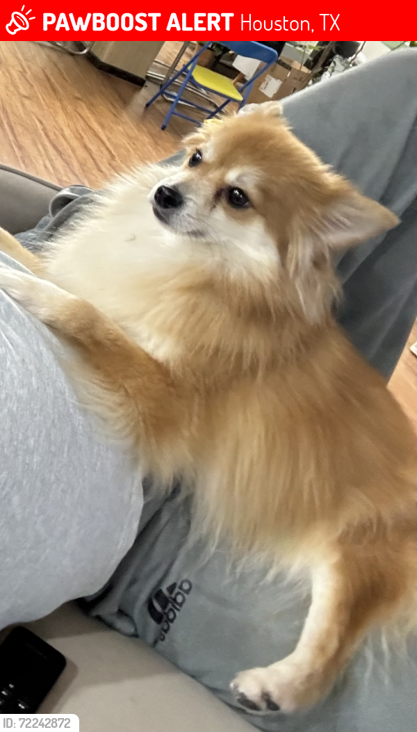 Lost Male Dog last seen Autumn sun dr Houston tx, Houston, TX 77083