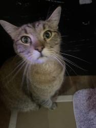 Lost Male Cat last seen By the tower community fellowship church, Aurora, CO 80013