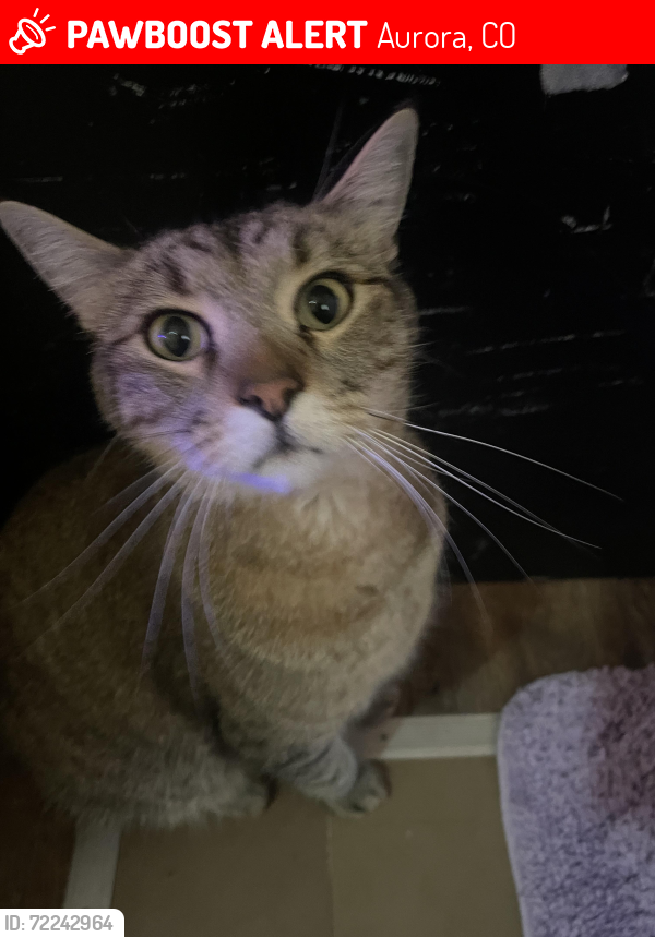 Lost Male Cat last seen By the tower community fellowship church, Aurora, CO 80013