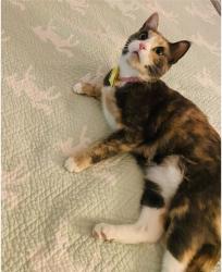 Lost Female Cat last seen Westover, Kanata Arcadia Tanger Outlet, Ottawa, ON 