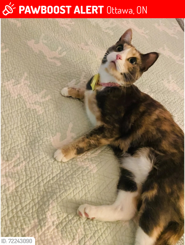 Lost Female Cat last seen Westover, Kanata Arcadia Tanger Outlet, Ottawa, ON 