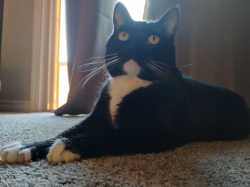 Lost Female Cat last seen Near Via Campo Tures, Henderson, NV 89011