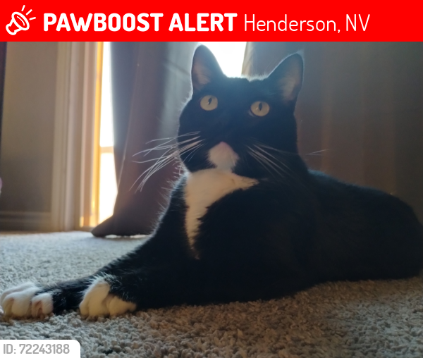 Lost Female Cat last seen Near Via Campo Tures, Henderson, NV 89011