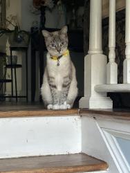 Lost Female Cat last seen Whitfield chapel rd , Lanham, MD 20706
