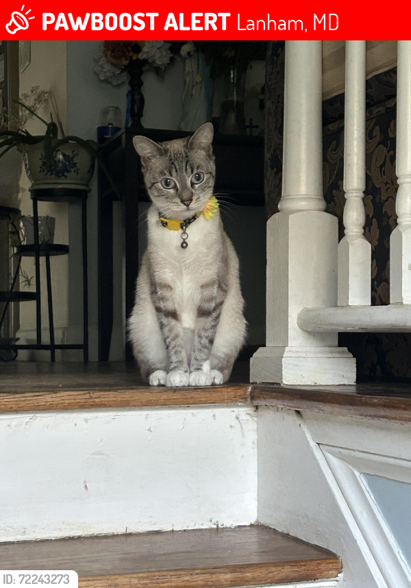 Lost Female Cat last seen Whitfield chapel rd , Lanham, MD 20706