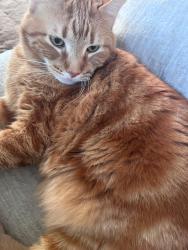 Lost Male Cat last seen basswood st, Little Canada, MN 55117