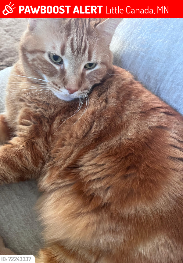 Lost Male Cat last seen basswood st, Little Canada, MN 55117