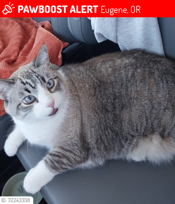 Lost Female Cat last seen Bailey hill apmts, Eugene, OR 97402