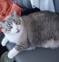 Lost Female Cat last seen Bailey hill apmts , Eugene, OR 97402