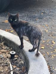 Reunited Unknown Cat last seen Oakland park blvd and 27th ave, Oakland Park, FL 33309