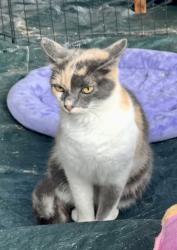 Lost Female Cat last seen Urban Farms & Oak Hill & Blanton Chapel, Coffee County, TN 37355
