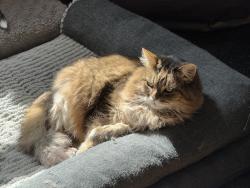 Lost Male Cat last seen Mound St and 135, Nashville, IN 47448