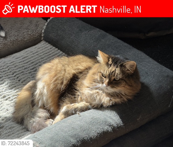 Lost Male Cat last seen Mound St and 135, Nashville, IN 47448