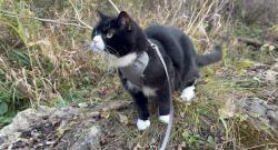 Lost Male Cat last seen 10th and East Fowler, Prairie du Chien, WI 53821
