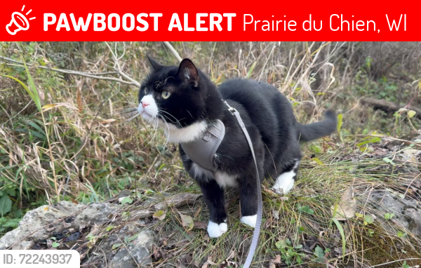 Lost Male Cat last seen 10th and East Fowler, Prairie du Chien, WI 53821