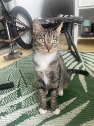 Reunited Female Cat last seen Near blue apmt complex off south indian River drive, Fort Pierce, FL 34950
