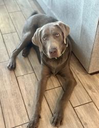 Lost Male Dog last seen FM 1102 & Haven’s Cross, New Braunfels, TX 78132