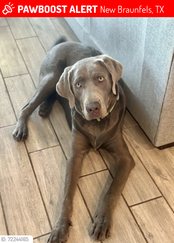 Lost Male Dog last seen FM 1102 & Haven’s Cross, New Braunfels, TX 78132