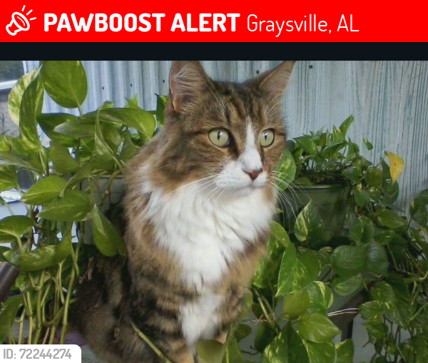 Lost Male Cat last seen Main street Brookside Al, Graysville, AL 35073