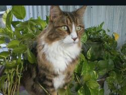 Lost Male Cat last seen Main street Brookside Al, Graysville, AL 35073