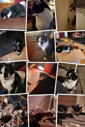 Lost Male Cat last seen Forest ave. Oak Forest from , Oak Forest, IL 60452